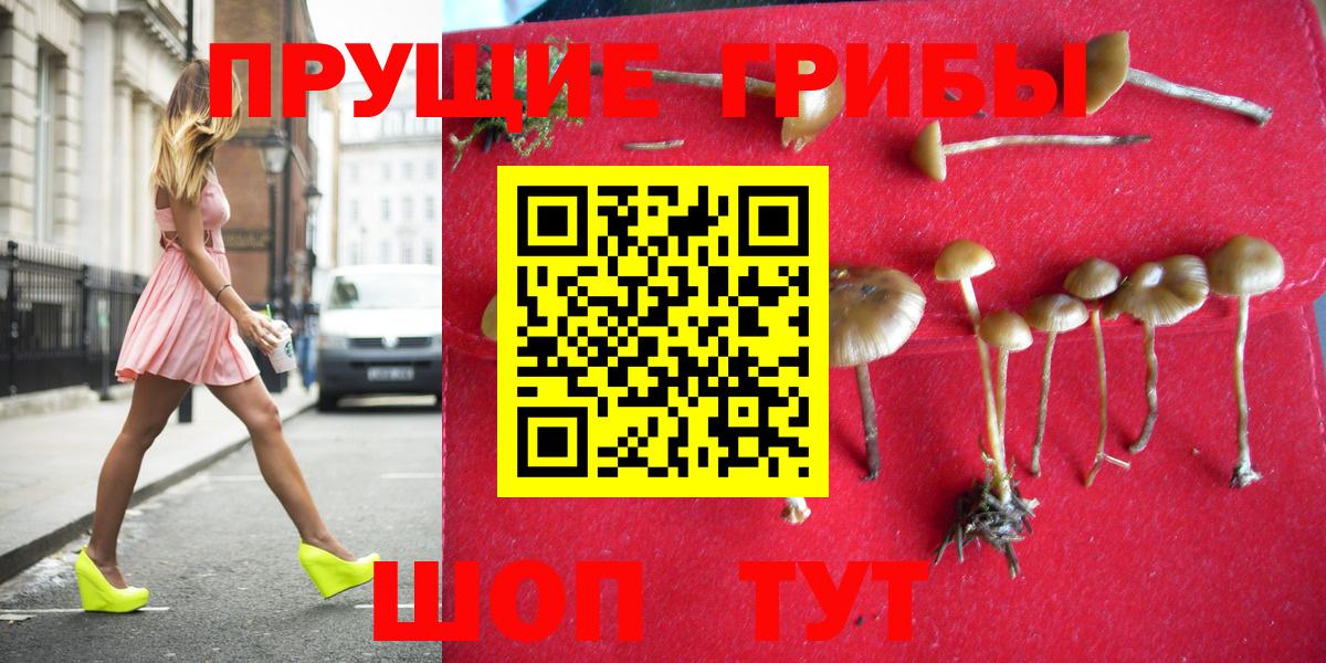 Сосновый Бор  Галлюциногенные грибы Cubensis  Вход с VPN 